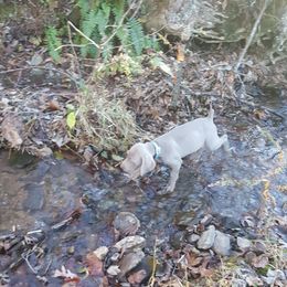 Weimaraner Puppies from North Georgia Weims