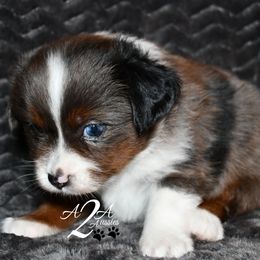 Miniature Australian Shepherds and Toy Australian Shepherds from A2A Aussies
