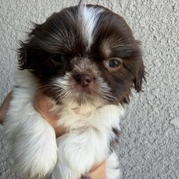 Oliver - Liver and white male Shih Tzu puppy in Bakersfield, California from Little pumpkin Shih Tzu’s