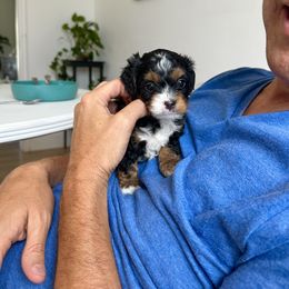 Cavapoo Puppies from The Cavapoo Club