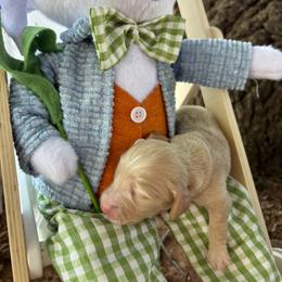 Ernie - Cream male Dachshund puppy in Wichita Falls, Texas from Long Dogs in The Falls