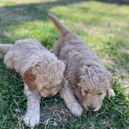 Goldendoodles from Remi Rae's Doodles