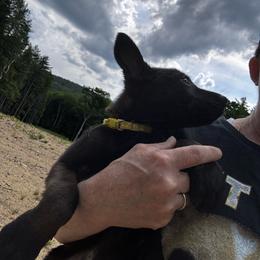 Yellow - Black sable female Belgian Malinois puppy in Billerica, Massachusetts from Battle Road K9