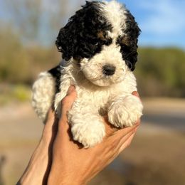 Bud - Black and white Bernedoodle puppy in Thatcher, Arizona from Brush Fire Doodles