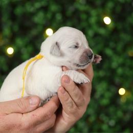 Daphne - Light golden female Golden Retriever puppy in Payette, Idaho from Stonewick Retrievers