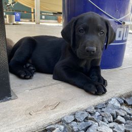 TATER (Green collar) - Labrador Retriever puppy from Christian Martir