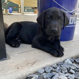 TATER (Green collar) - Labrador Retriever puppy from Christian Martir