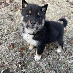 Amane- Milgram girl - Black & tan female Shikoku puppy in Tribbey, Oklahoma from Osaka Ninken Shikoku