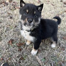 Amane- Milgram girl - Black & tan female Shikoku puppy in Tribbey, Oklahoma from Osaka Ninken Shikoku