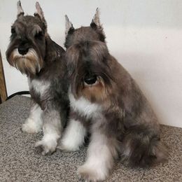 Miniature Schnauzer Puppies from Starbound Miniture Schnauzer's