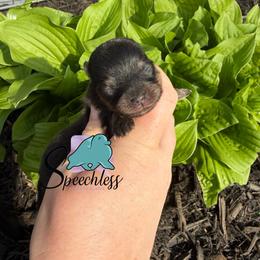 Dodger - Black and tan male Pomeranian puppy in Perry County, Ohio from Speechless Pom’s