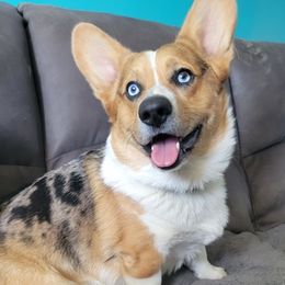 American Corgis from Painted River Farm