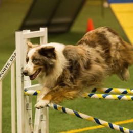 Australian Shepherd and Miniature American Shepherd All Grown Up from Whispering Valley Miniature American Shepherds and Australian Shepherds