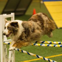 Australian Shepherd and Miniature American Shepherd All Grown Up from Whispering Valley Miniature American Shepherds and Australian Shepherds