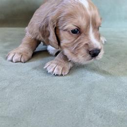 NOT A PET Working Home Only - Golden female English Cocker Spaniel puppy in Phillips, Nebraska from Fenloch Gundogs
