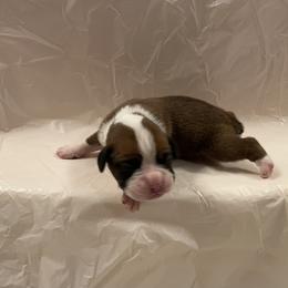 Luke Combs - Fawn male Boxer puppy in Willard, North Carolina from Boone’s Boxers of North Carolina