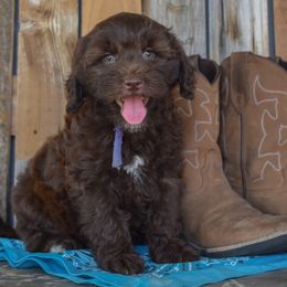 Cora Bell - Chocolate female Goldendoodle puppy in Macedon, New York from Toodles Goldendoodles
