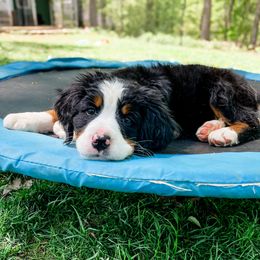 Bernedoodle and Bernese Mountain Dog Puppies from MI Doodles
