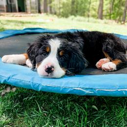 Bernedoodle and Bernese Mountain Dog Puppies from MI Doodles
