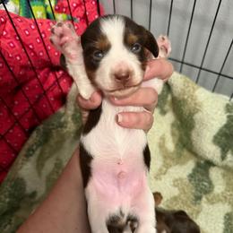 Cedar AKC - Piebald male Dachshund puppy in Erie, Michigan from Champagne’s Grinch Toe’d Dachshunds