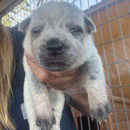 Girl 3 - Blue speckled female Australian Cattle Dog puppy in Valley Mills, Texas from Bottoms Up Cattle Dogs
