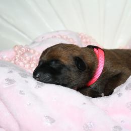 Belgian Malinois Puppies from Pyrex Kennels