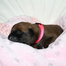 Belgian Malinois Puppies from Pyrex Kennels