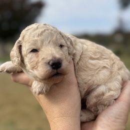 Green Boy - Cream male Goldendoodle puppy in Mc Kinney, Texas from Safari Doodles