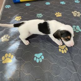 Solo - Piebald male Dachshund puppy in Magnolia, Texas from Carrie’s Countryside Dachshunds