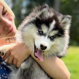 Sitka - Pomsky