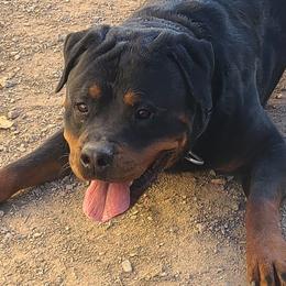 Rottweilers from Guardian Angel Rottweiler