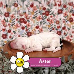 Aster - Black and white male Sheepadoodle puppy in Cleveland, Tennessee from Narrow Path Old English & Sheepadoodles