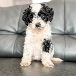 Prancer - Black and white female Aussiedoodle puppy in Saint George, Utah from Fitzdoodles