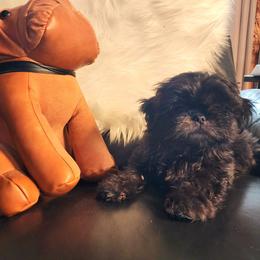 Shih Tzu Puppies from Deborah Theisen