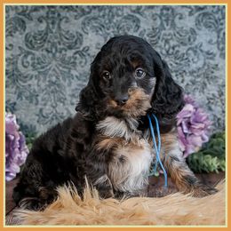 Juan - Merle male Cockapoo puppy in Connersville, Indiana from Deaz Doodle Ranch