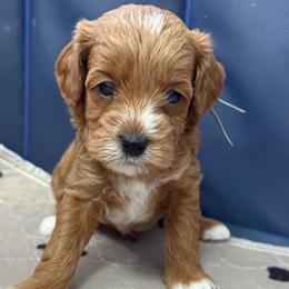 Otani - Blue - Red male Cavapoo puppy in South Jordan, Utah from Simply Sweet Paws. LLC