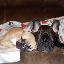 French Bulldog Puppies from Ohio Valley Frenchies