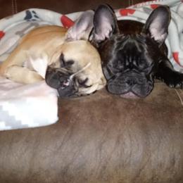 French Bulldog Puppies from Ohio Valley Frenchies