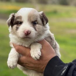 JJ - Red merle female Border Collie puppy in Sanger, California from Flying M Cactus Ranch Buddies