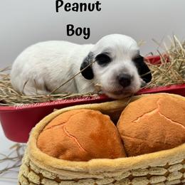 Peanut - Dapple male Dachshund puppy in Montevallo, Alabama from Mallard's Miniature Dachshunds