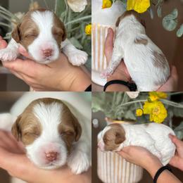 Bama - Parti female Goldendoodle puppy in Yuciapa, California from AlltheDoodlez_
