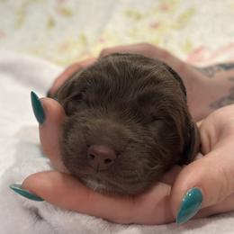 Boy 2 - Brown male Newfoundland puppy in Nacogdoches, Texas from Pete’s Newfies