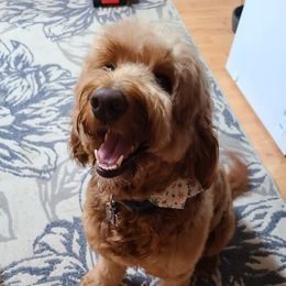 Kimber - Goldendoodle