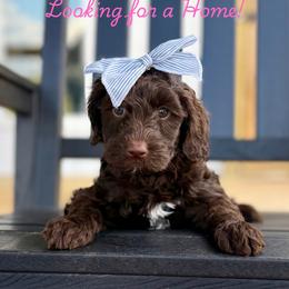 Robin - Chocolate female Goldendoodle puppy in Cleveland, Tennessee from Liberty Creek Farms
