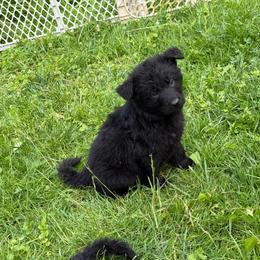 Boy 3 - Black male German Shepherd puppy in Fairdale, Kentucky from Kimberly's German Shepherds