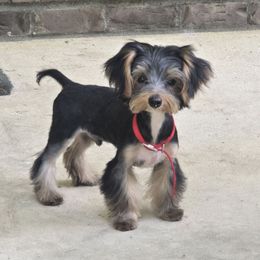 Fabian - Black and tan male Yorkshire Terrier puppy in Aiken, South Carolina from Yorkshires Yorkies