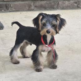 Fabian - Black and tan male Yorkshire Terrier puppy in Aiken, South Carolina from Yorkshires Yorkies