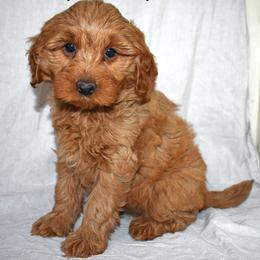 Tabby - Apricot female Goldendoodle puppy in Jasper, Indiana from Hilltop Pups LLC