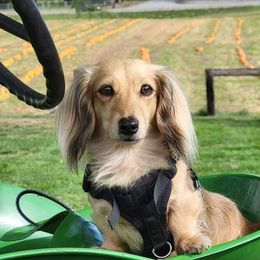Autumn - Dachshund