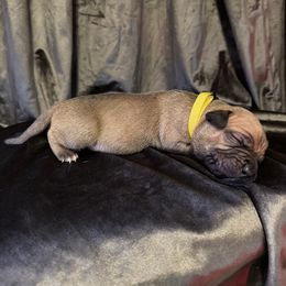 MINK - Fawn sable female American Bully puppy in Texas from TEXAS BULLY FAMILY